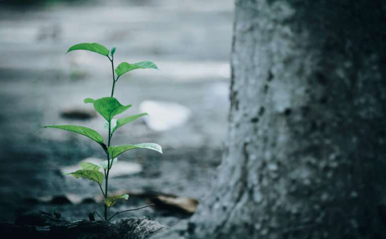 To graduate in the Philippines, students have to plant 10 trees