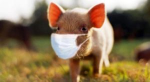 African swine fever reaches the Philippines